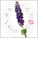 Un horoscope florial 9 - Le Progrès Egyptien