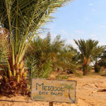 L’agrotourisme, explorez de nouveaux types de tourisme en Egypte ! 8 - Le Progrès Egyptien L’agrotourisme, explorez de nouveaux types de tourisme en Egypte ! 7 - Le Progrès Egyptien