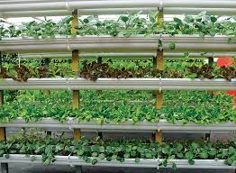 Louxor : Examen des technologies agricoles modernes