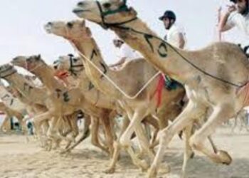 Charm  Al-Cheikh : 70 millions de LE pour développer les pistes de courses de dromadaires