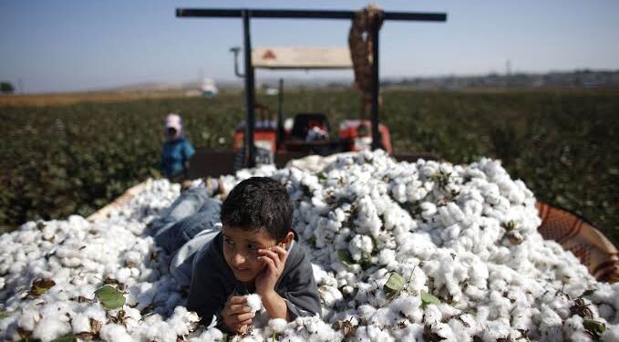 Hausse de 30% de la production de coton 2 - Le Progrès Egyptien Hausse de 30% de la production de coton 1 - Le Progrès Egyptien