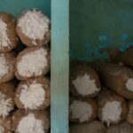 Exporté vers 28 pays... l’Egypte est en route pour redonner à son coton son éclat 19 - Le Progrès Egyptien