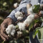 Exporté vers 28 pays... l’Egypte est en route pour redonner à son coton son éclat 17 - Le Progrès Egyptien