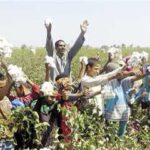 Exporté vers 28 pays... l’Egypte est en route pour redonner à son coton son éclat 13 - Le Progrès Egyptien