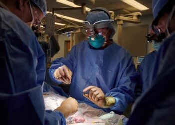 Un rein de porc transplanté au corps d’un patient