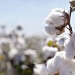 Exporté vers 28 pays... l’Egypte est en route pour redonner à son coton son éclat 11 - Le Progrès Egyptien