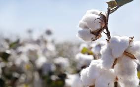 Exporté vers 28 pays… l’Egypte est en route pour redonner à son coton son éclat