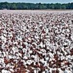 Exporté vers 28 pays... l’Egypte est en route pour redonner à son coton son éclat 7 - Le Progrès Egyptien