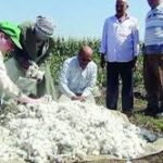 Exporté vers 28 pays... l’Egypte est en route pour redonner à son coton son éclat 9 - Le Progrès Egyptien