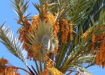 Nouvelle Vallée  : Booster le secteur des dattes