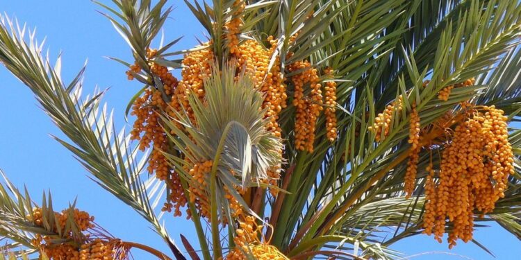 Nouvelle Vallée : Booster le secteur des dattes 1 - Le Progrès Egyptien