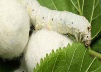 La sériciculture pour une soie « compétition »