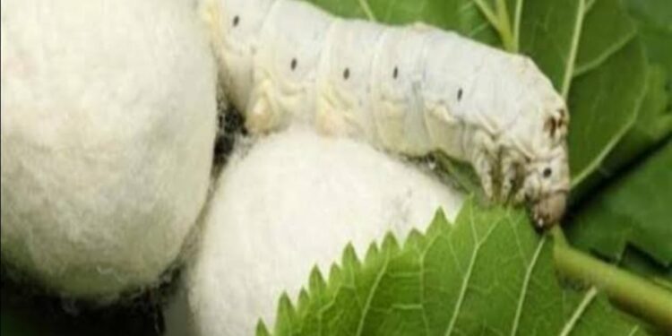 La sériciculture pour une soie « compétition » 2 - Le Progrès Egyptien La sériciculture pour une soie « compétition » 1 - Le Progrès Egyptien