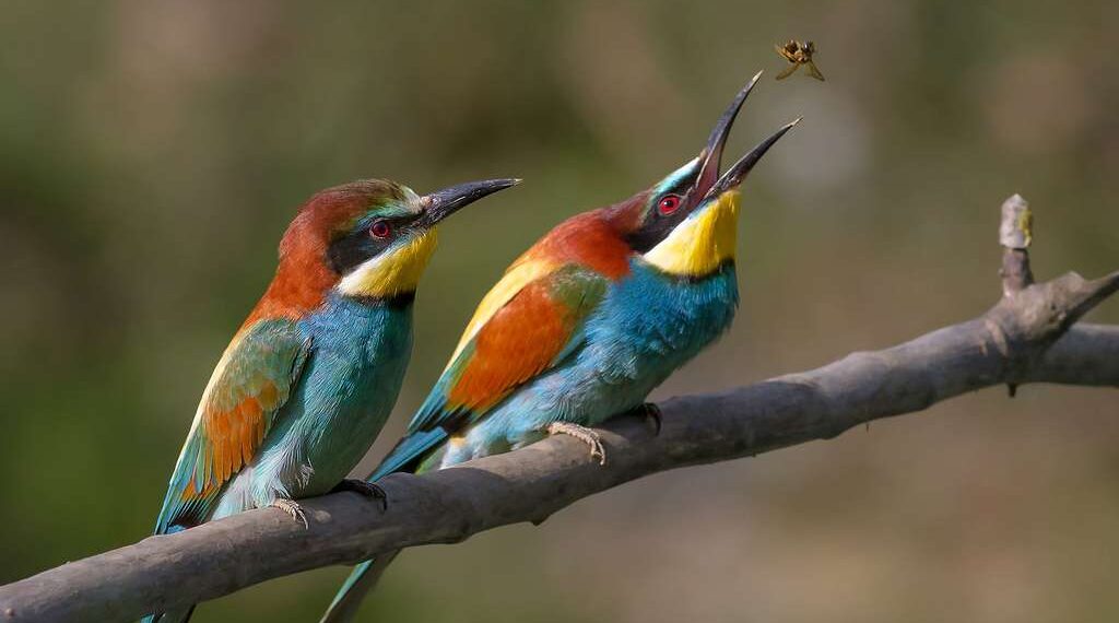 Europe-oiseaux : Un cinquième des espèces menacées de disparaître 2 - Le Progrès Egyptien Europe-oiseaux : Un cinquième des espèces menacées de disparaître 1 - Le Progrès Egyptien