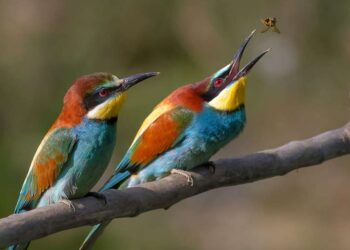 Europe-oiseaux : Un cinquième des espèces menacées de disparaître