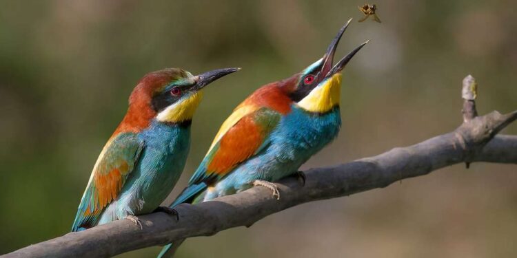 Europe-oiseaux : Un cinquième des espèces menacées de disparaître 1 - Le Progrès Egyptien