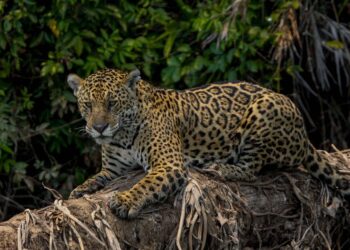 Amazonie :  La déforestation menace le jaguar et la harpie féroce