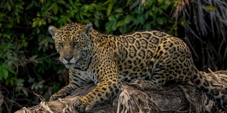 Amazonie : La déforestation menace le jaguar et la harpie féroce 2 - Le Progrès Egyptien Amazonie : La déforestation menace le jaguar et la harpie féroce 1 - Le Progrès Egyptien