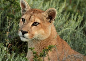 Le puma de retour à Rio de Janeiro