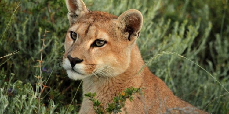 Le puma de retour à Rio de Janeiro 2 - Le Progrès Egyptien Le puma de retour à Rio de Janeiro 1 - Le Progrès Egyptien