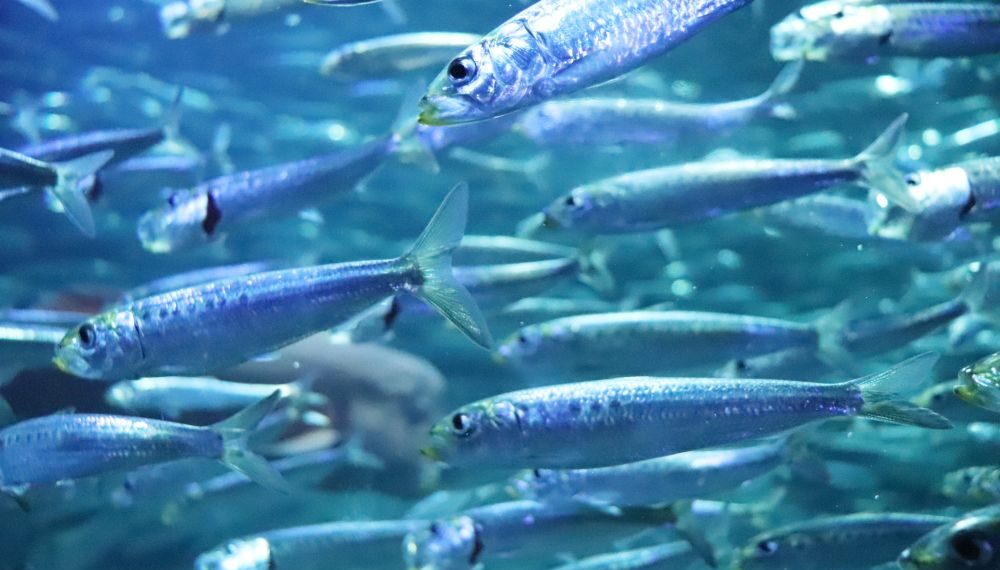 Les Sardines de plus en plus petites 1 - Le Progrès Egyptien