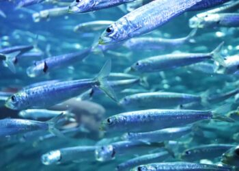 Les Sardines de plus en plus petites