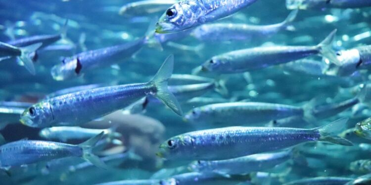 Les Sardines de plus en plus petites 2 - Le Progrès Egyptien Les Sardines de plus en plus petites 1 - Le Progrès Egyptien