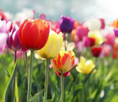 Il est temps de planter les tulipes
