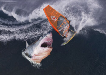 Les requins confondent les surfeurs avec leurs proies