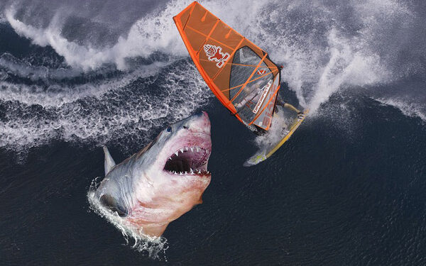 Les requins confondent les surfeurs avec leurs proies 2 - Le Progrès Egyptien Les requins confondent les surfeurs avec leurs proies 1 - Le Progrès Egyptien