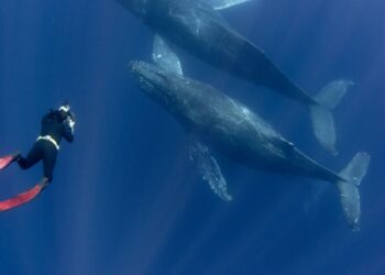 Pourra-t-on communiquer avec les baleines ?