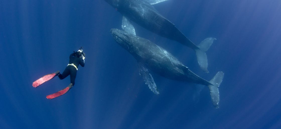 Pourra-t-on communiquer avec les baleines ? 2 - Le Progrès Egyptien Pourra-t-on communiquer avec les baleines ? 1 - Le Progrès Egyptien