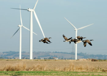 France : Réduire l’impact de l’éolien sur la biodiversité