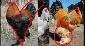 Des poules... mais inconsommables ! 6 - Le Progrès Egyptien Des poules... mais inconsommables ! 5 - Le Progrès Egyptien