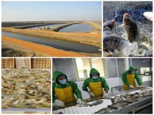 Le développement durable dans la stratégie 2030 : Entre "vert" et "bleu" 6 - Le Progrès Egyptien Le développement durable dans la stratégie 2030 : Entre "vert" et "bleu" 5 - Le Progrès Egyptien