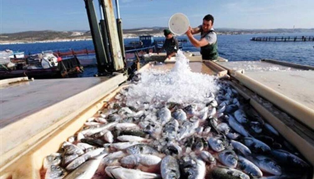 Changement climatique : Impact sur la pisciculture 1 - Le Progrès Egyptien