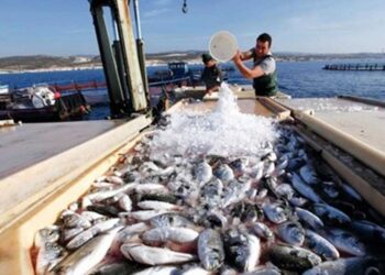 Changement climatique : Impact sur la pisciculture