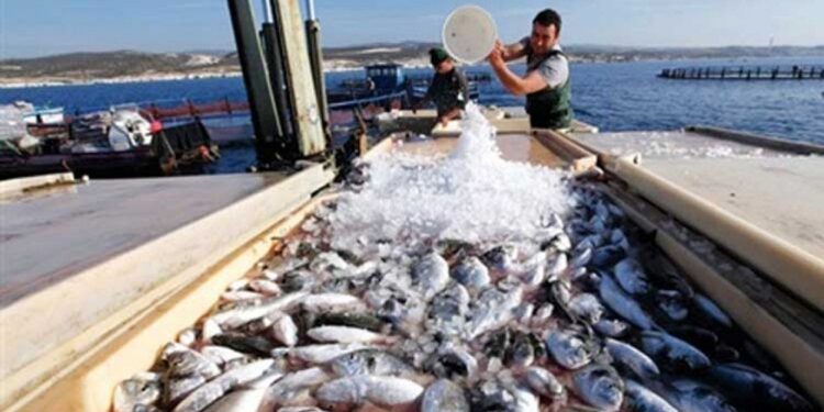 Changement climatique : Impact sur la pisciculture 1 - Le Progrès Egyptien