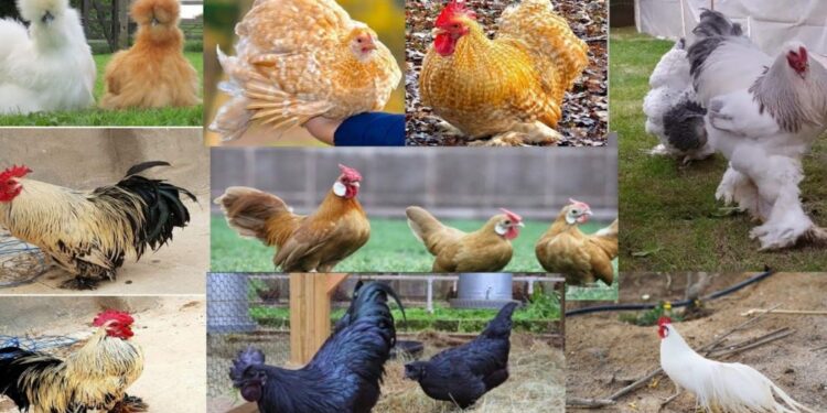 Des poules... mais inconsommables ! 2 - Le Progrès Egyptien Des poules... mais inconsommables ! 1 - Le Progrès Egyptien