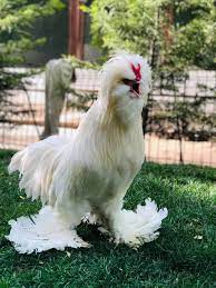 Des poules... mais inconsommables ! 4 - Le Progrès Egyptien Des poules... mais inconsommables ! 3 - Le Progrès Egyptien
