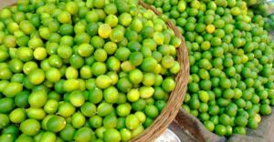 Qualité versus quantité ! 5 - Le Progrès Egyptien