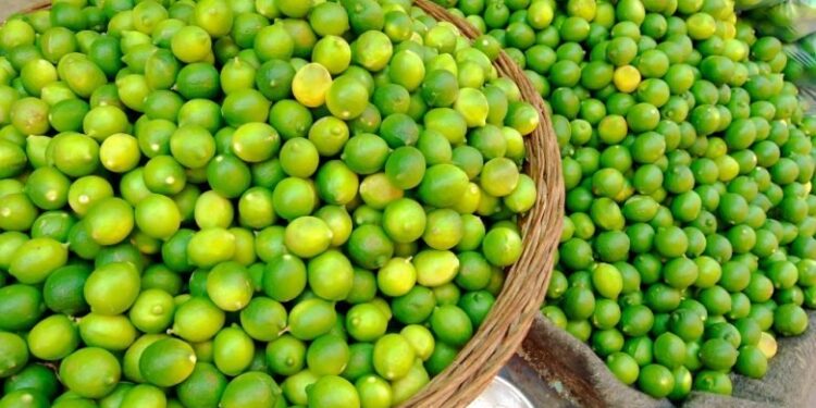 Qualité versus quantité ! 1 - Le Progrès Egyptien