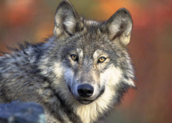 Un loup au Calvados, une première depuis 100 ans