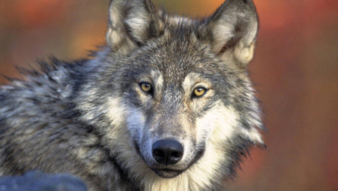 Un loup au Calvados, une première depuis 100 ans 1 - Le Progrès Egyptien FILE - This April 18, 2008, file photo provided by the U.S. Fish and Wildlife shows a gray wolf. As many as one-third of Wisconsin's gray wolves likely died at the hands of humans in the months after the federal government announced removal of legal protections, according to a study released Monday, July 5, 2021. (AP Photo/U.S. Fish and Wildlife Service, Gary Kramer, File)