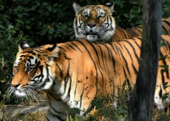 Népal : Recensement  des tigres du Bengale