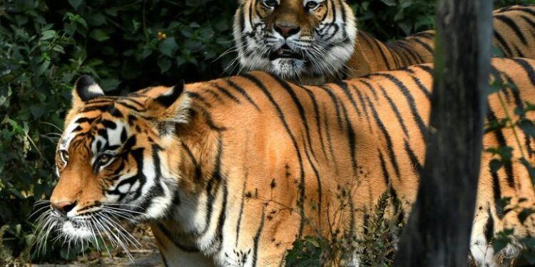 Népal : Recensement des tigres du Bengale 1 - Le Progrès Egyptien