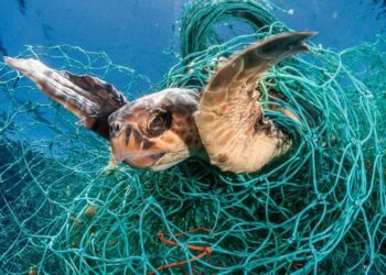 Captures : Des filets de pêche  dorénavant intelligents