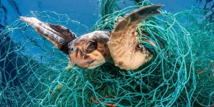 Captures : Des filets de pêche dorénavant intelligents 1 - Le Progrès Egyptien