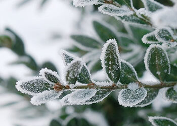 Protégez vos plantes en hiver