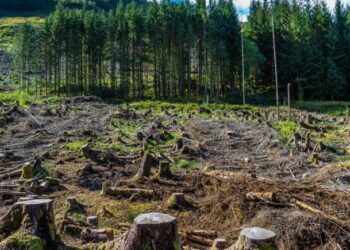 Déforestation : L’UE veut verdir ses importations